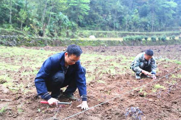 湖北鹤峰：大学生返乡创业流转土地500亩以苗为媒实现民富村美