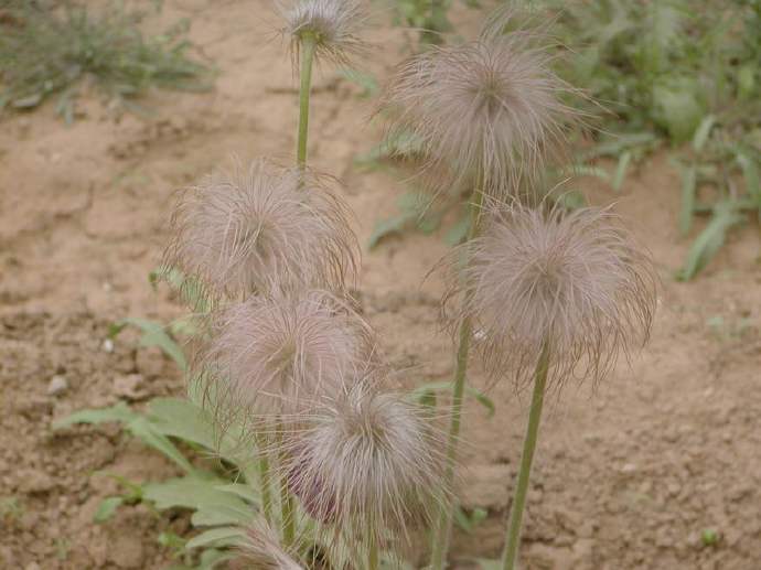 开花好看的野生中草药,这么美丽的花朵难得一见