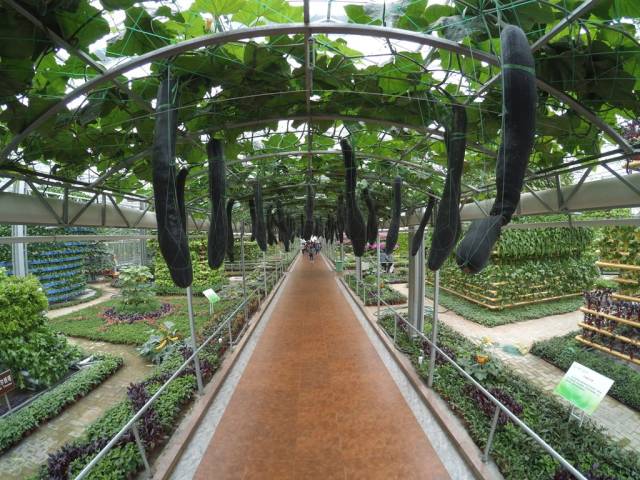 带上小蚁运动相机游潍坊（三）寿光菜博会