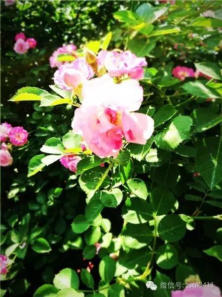 大连小众海边滨海路,大连最美海滨路在哪