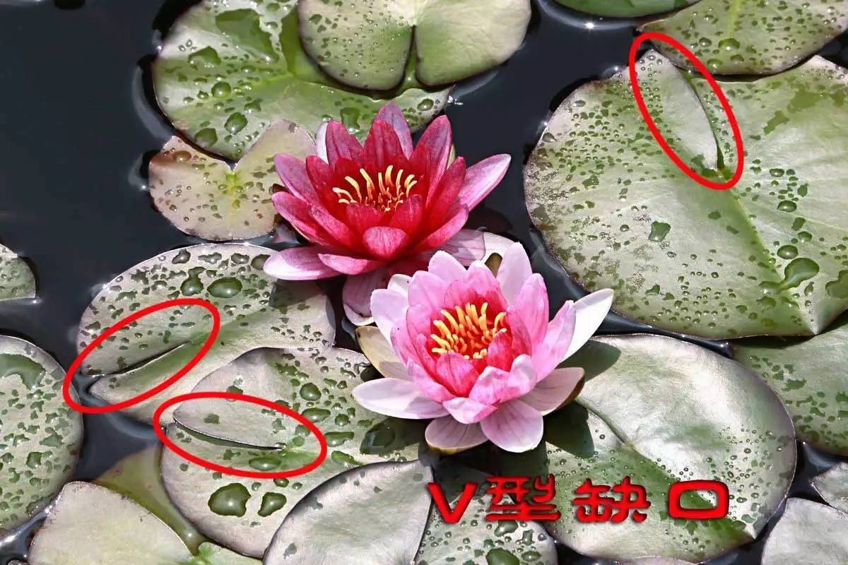 睡莲和荷花的区别在哪,睡莲与荷花有什么区别和联系