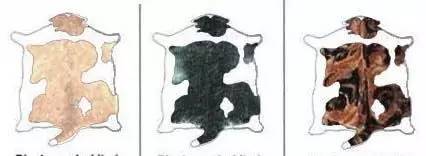 趣说猫历史|原来所有猫咪中性格最好的是你呀！