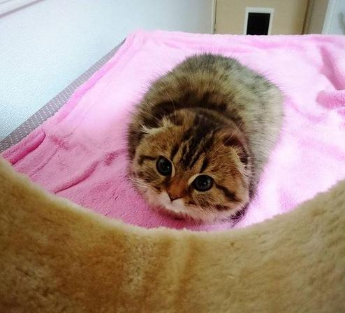 铲屎官回家看到这一幕,铲屎官回家的反应