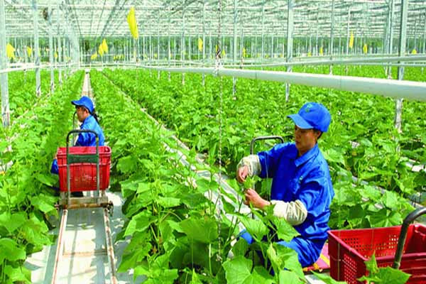 什么叫生态农业,生态农业其实离我们很远