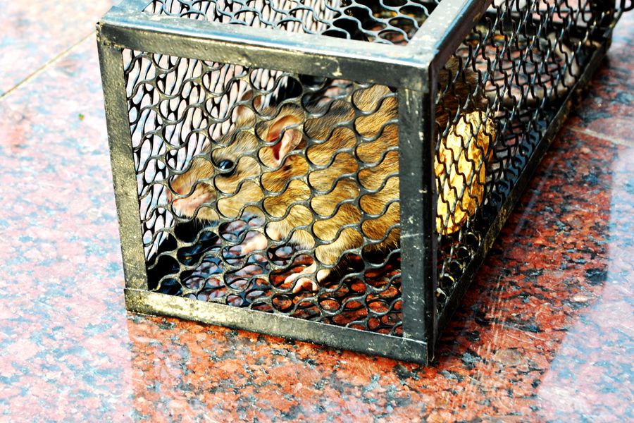 硕鼠硕鼠无食我黍,硕鼠硕鼠无食我黍是什么意思