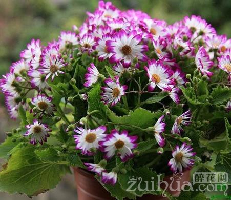 瓜叶菊花期后怎么养护,瓜叶菊移盆后怎么养护