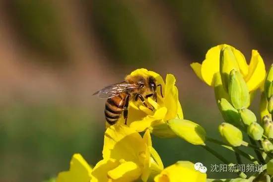 沈阳好玩的地方夏天推荐,沈阳夏天旅游推荐