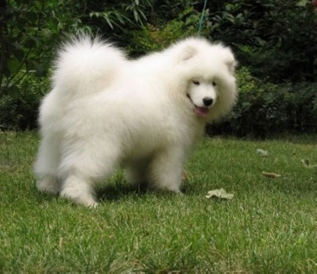 萨摩耶犬的遗传疾病有哪些,萨摩耶常见疾病以及防治措施