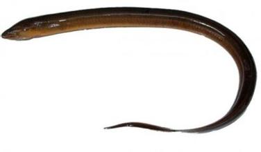 黄鳝的功效与作用孕妇能吃,黄鳝的功效与作用危害