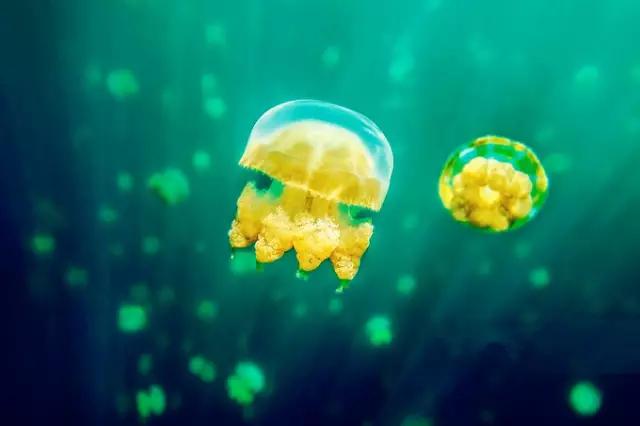 帕劳·遇见·潜水|趣·旅行线上分享会（第二期）