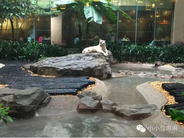 广州长隆动物园一日游攻略,长隆动物园和海洋公园哪个值得去