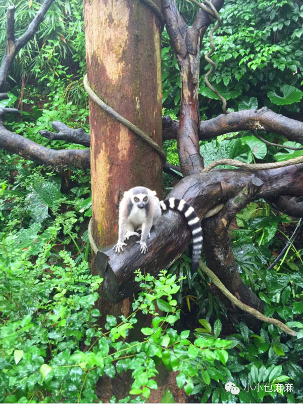 珠海长隆动物园游记,游记长隆动物园