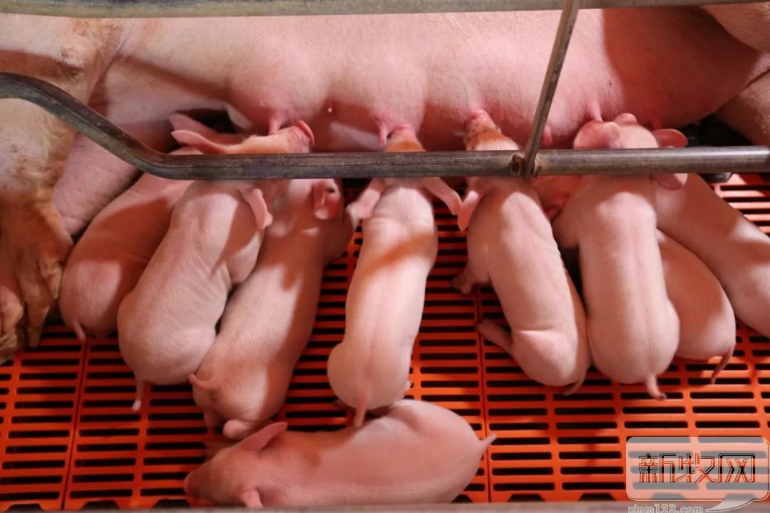 正大康地和康地对比,正大康地营养科技