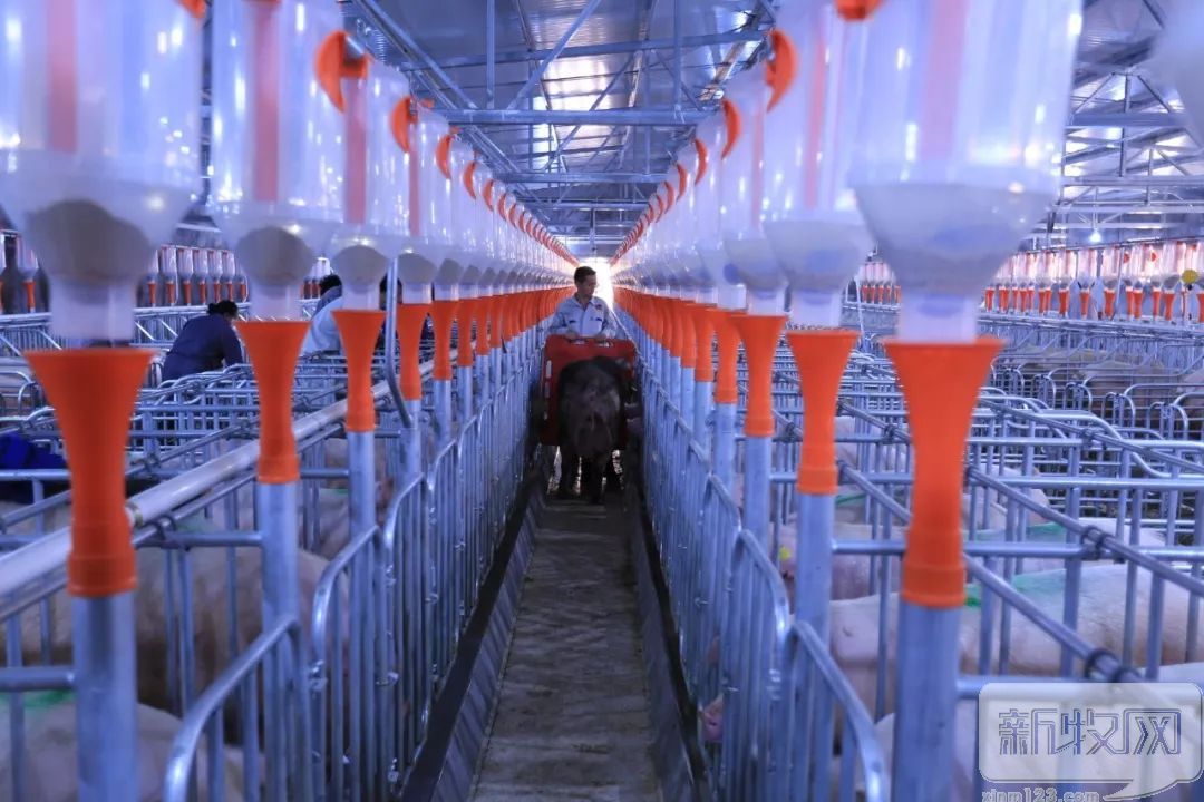 正大康地和康地对比,正大康地营养科技