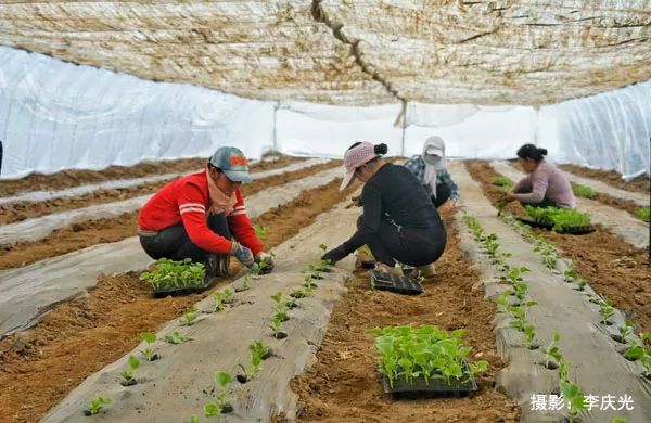 天下第一菜的西瓜视频,天下第一瓜只有在磴口能吃上