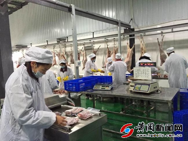 田园牧歌——刘锦秀回乡创业15年唱响“牧羊曲”