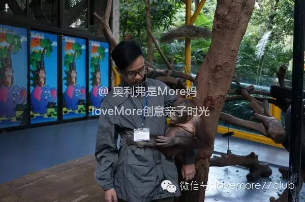 一日游广州长隆野生动物园攻略,广州长隆野生动物园自由行攻略