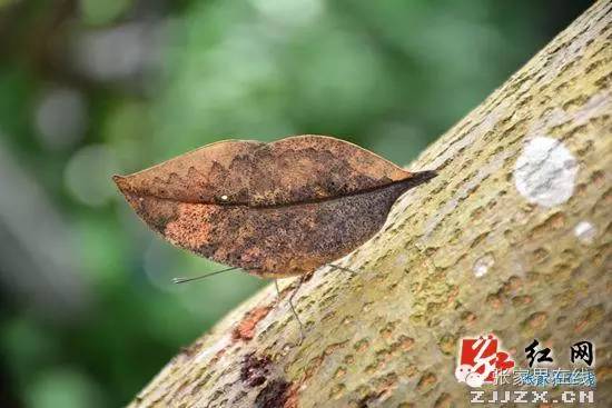 入选全国校园足球特色学校，贩卖岩蛙、青蛙被查，珍奇枯叶蝶现身，吃货大显身手......点击阅读更多张家界精彩新闻！