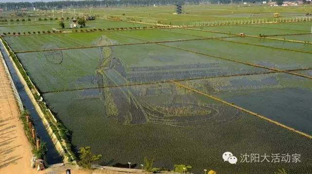 沈阳好玩的地方夏天推荐,沈阳夏天旅游推荐