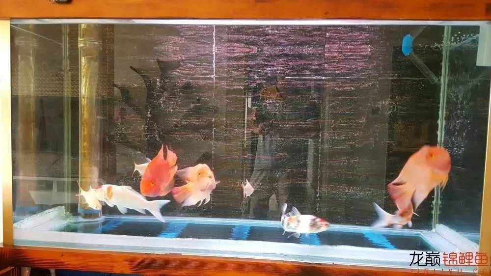 子母生态缸丨庭院深，深，深几许？