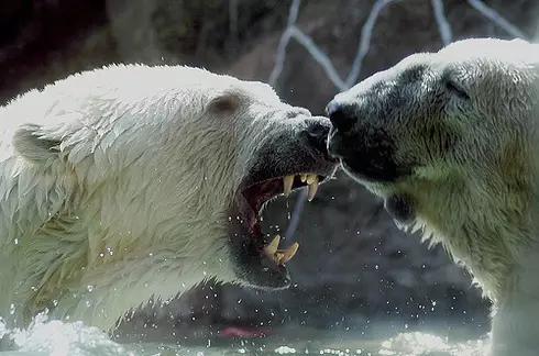 5个不为人知的动物界冷知识,十个你不知道的动物界冷知识