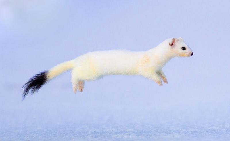 这个杀手有点萌攻略,这个杀手有点萌