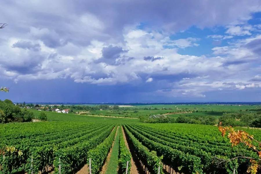 德国法尔兹无醇葡萄酒,德国普鲁士干红葡萄酒