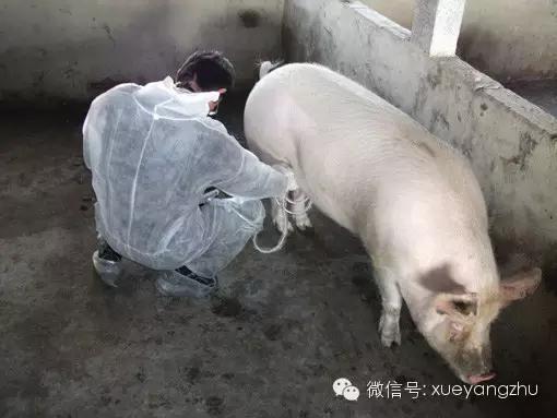 怀孕母猪的饲养管理教程,怀孕母猪饲养管理注意事项