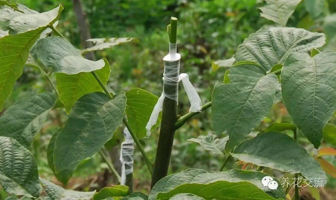 学会这两种嫁接方法，我变成了一个“高技”的花友！