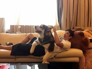 世界上唯一一只最乖的哈士奇,世界上最好的哈士奇是哪种