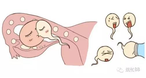 海带是怎么生宝宝的,海带有助于生儿子吗