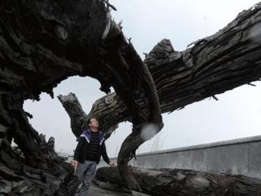 东方神木乌木金丝楠,东方神木乌木馆