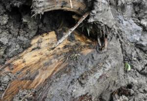 东方神木乌木金丝楠,东方神木乌木馆