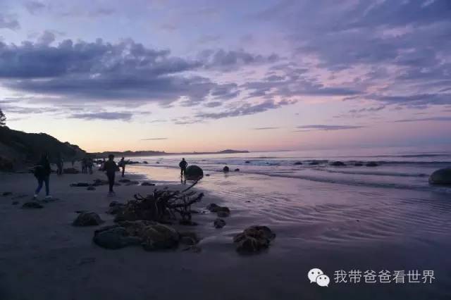 新西兰圆石图片,摩拉基大圆石龟背形成原因