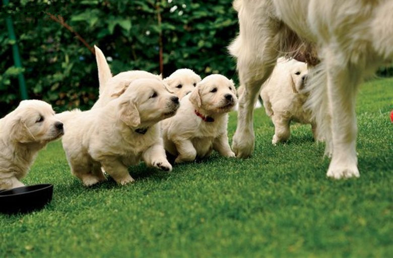 比狗粮还好的东西,比狗粮更好的选择