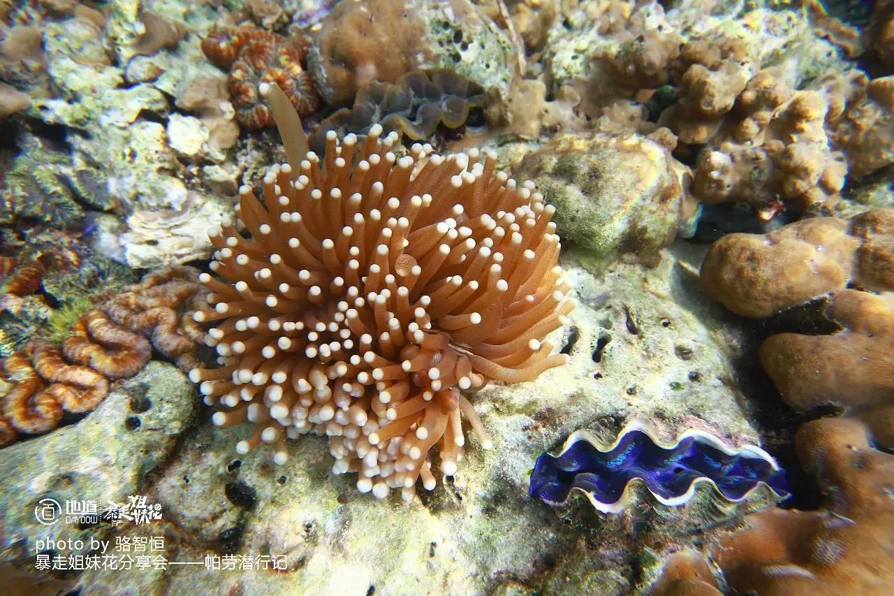 帕劳攻略,帕劳自由行全攻略