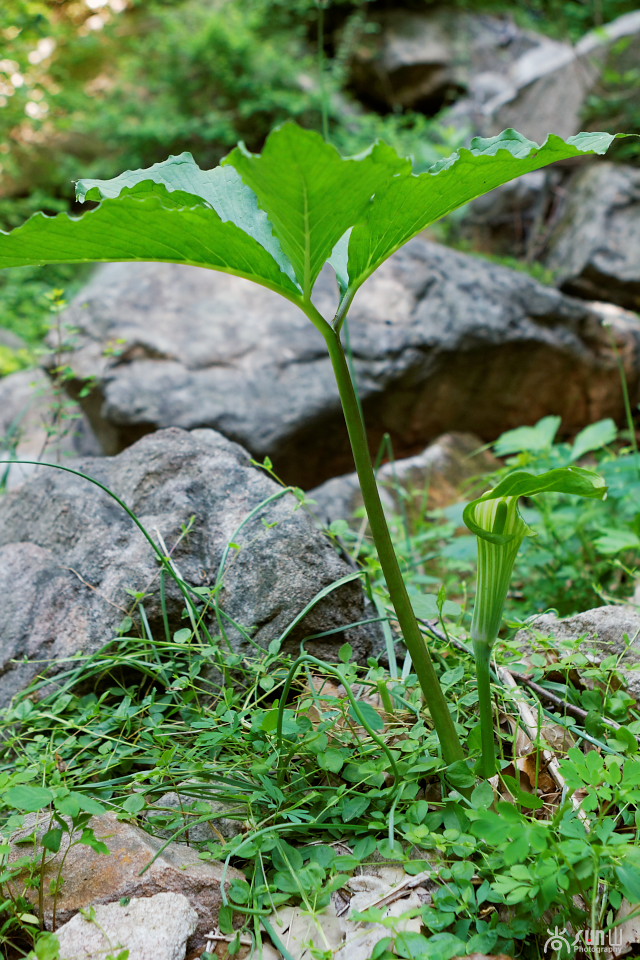 以毒攻毒中医可靠吗,以毒攻毒的药材