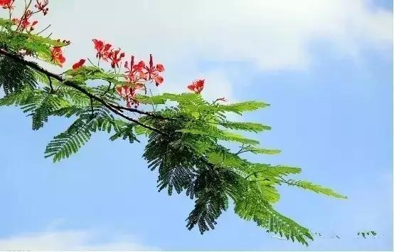 海口一座不需要滤镜的城市,海口一线海景