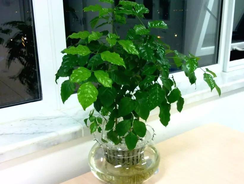 绿宝室内养殖叶子慢慢发黄,绿宝在北方的养殖方法