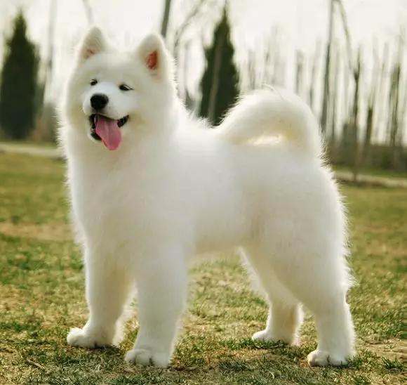 萨摩耶最容易得的几种病,萨摩耶的常见疾病有哪些