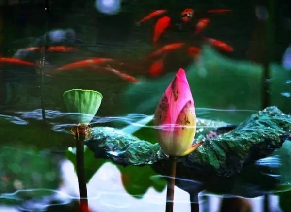 古诗中的鱼诗句,古诗鱼儿