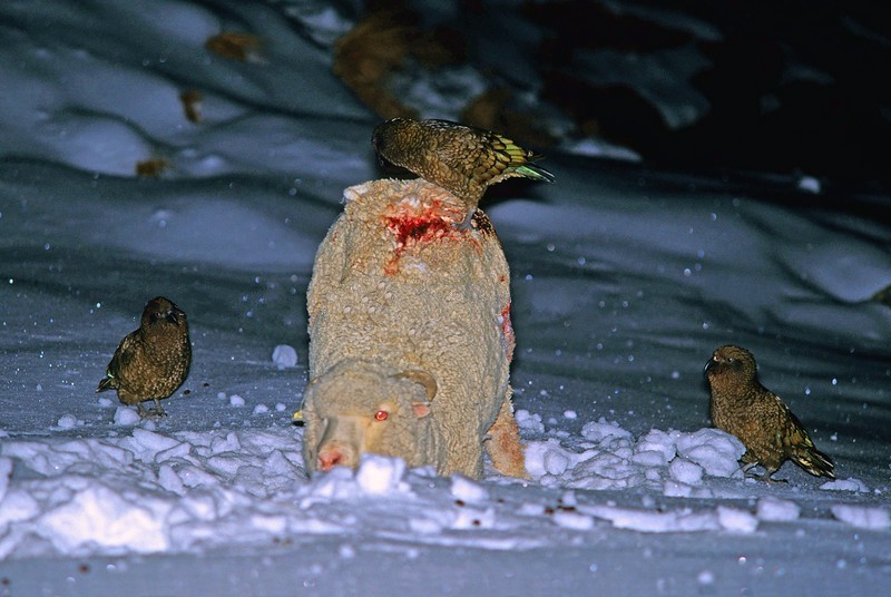 鸟来啦快跑啊！——乐园“暴君”啄羊鹦鹉