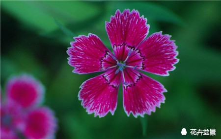 石竹花寓意代表富贵吗,石竹花卉有哪些特点呢