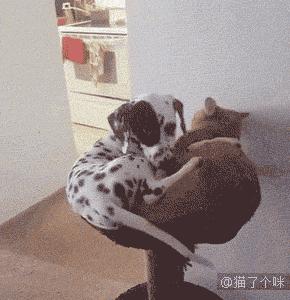 喵星人爆笑合集萌宠,爆笑萌宠大合集关于猫