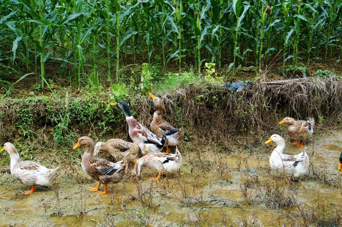 巴马世界旅居圣地,广西巴马长寿圣殿图片