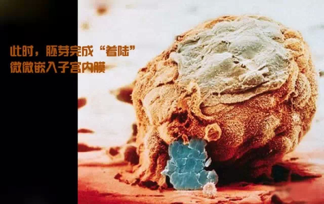 造人计划之前需要做的事,造人计划必须做的事