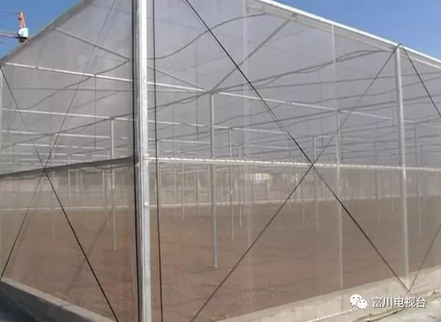 富川自家果园种植脐橙,最新富川脐橙果园