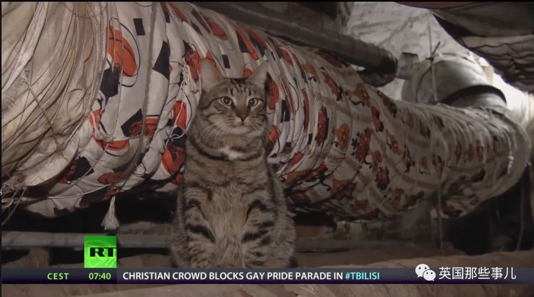 俄罗斯冬宫猫,俄罗斯冬宫里的猫