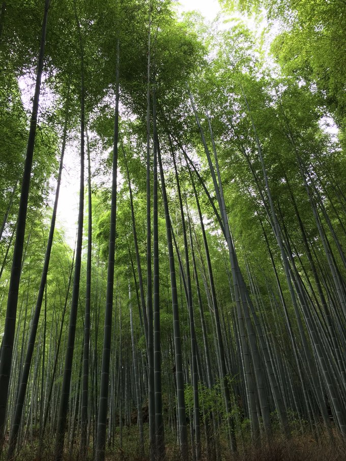 年假连端午，二次进日，关西8日游：京都、岚山（嵯峨野观光小火车、岚电）、奈良、环球影城