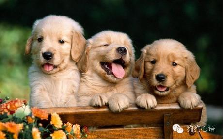 养狗狗可以怀孕吗,怀孕养狗狗的好处